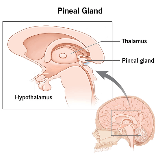 Pineal Guardian X